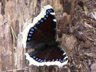 Trauermantel, Nymphalis antiopa