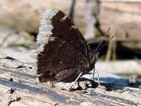 Trauermantel, Nymphalis antiopa