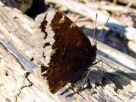 Trauermantel, Nymphalis antiopa
