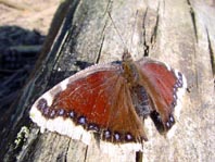 Trauermantel, Nymphalis antiopa