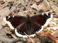 Trauermantel, Nymphalis antiopa