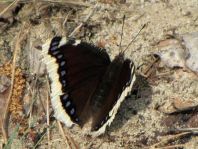 Trauermantel, Nymphalis antiopa