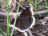 Trauermantel, Nymphalis antiopa