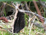 Trauermantel, Nymphalis antiopa