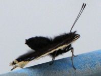 Trauermantel, Nymphalis antiopa