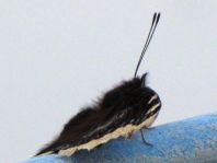 Trauermantel, Nymphalis antiopa