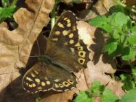 Waldbrettspiel, Pararge aegeria