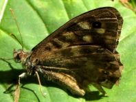 Waldbrettspiel, Pararge aegeria