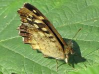 Waldbrettspiel, Pararge aegeria