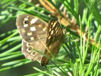Waldbrettspiel, Pararge aegeria