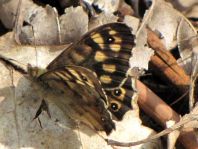 Waldbrettspiel, Pararge aegeria