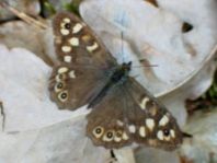 Waldbrettspiel, Pararge aegeria