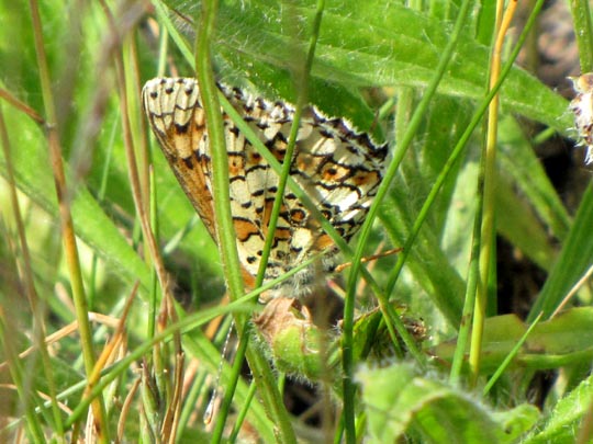 Melitaea cinxia, Wegerich-Scheckenfalter