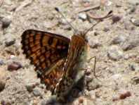 Melitaea cinxia, Wegerich-Scheckenfalter