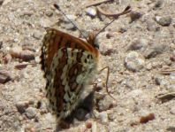 Melitaea cinxia, Wegerich-Scheckenfalter