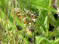 Melitaea cinxia, Wegerich-Scheckenfalter