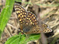 Melitaea cinxia, Wegerich-Scheckenfalter