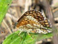 Melitaea cinxia, Wegerich-Scheckenfalter