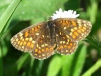 Melitaea athalia, Wachtelweizen-Scheckenfalter