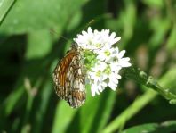 Melitaea athalia, Wachtelweizen-Scheckenfalter
