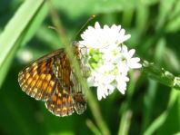 Melitaea athalia, Wachtelweizen-Scheckenfalter