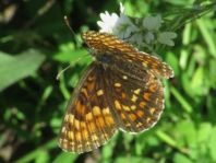 Melitaea athalia, Wachtelweizen-Scheckenfalter