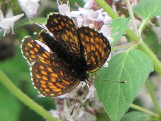 Melitaea athalia, Wachtelweizen-Scheckenfalter