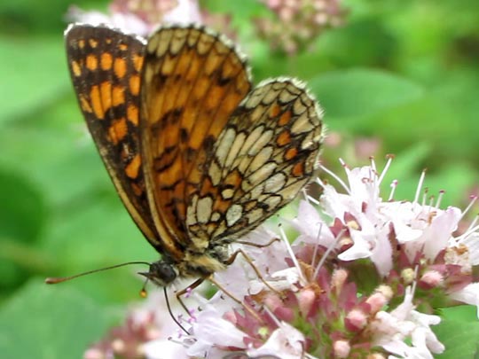 Melitaea athalia, Wachtelweizen-Scheckenfalter