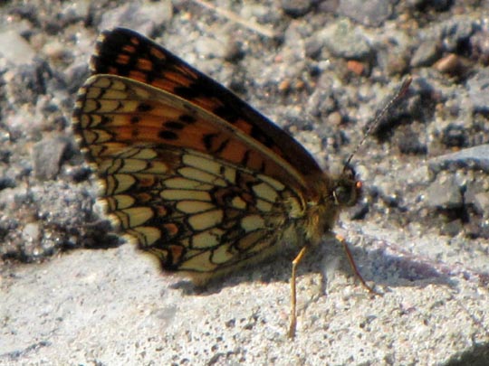 Melitaea athalia, Wachtelweizen-Scheckenfalter