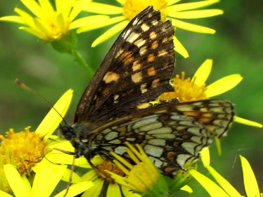 Melitaea athalia, Wachtelweizen-Scheckenfalter
