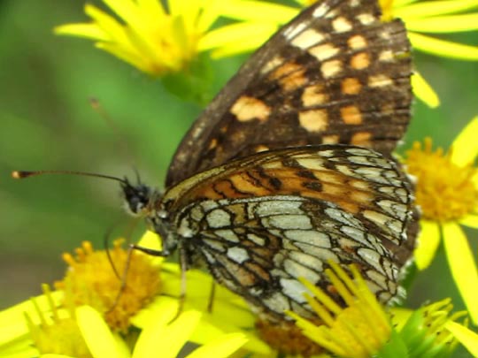 Melitaea athalia, Wachtelweizen-Scheckenfalter