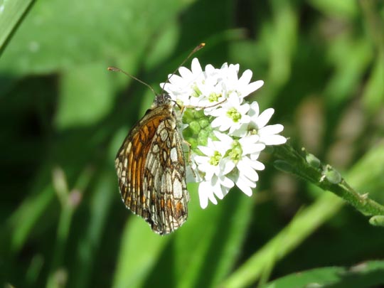 Melitaea athalia, Wachtelweizen-Scheckenfalter