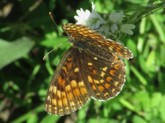 Melitaea athalia, Wachtelweizen-Scheckenfalter