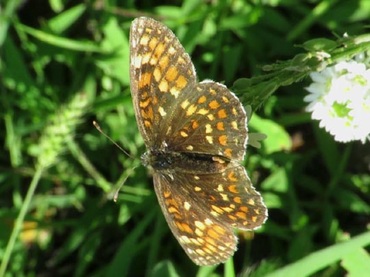 Melitaea athalia, Wachtelweizen-Scheckenfalter