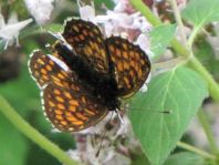 Melitaea athalia, Wachtelweizen-Scheckenfalter