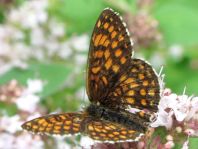 Melitaea athalia, Wachtelweizen-Scheckenfalter