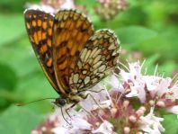 Melitaea athalia, Wachtelweizen-Scheckenfalter