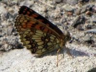 Melitaea athalia, Wachtelweizen-Scheckenfalter