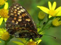 Melitaea athalia, Wachtelweizen-Scheckenfalter