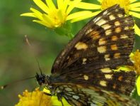 Melitaea athalia, Wachtelweizen-Scheckenfalter