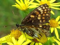 Melitaea athalia, Wachtelweizen-Scheckenfalter