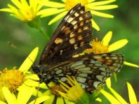 Melitaea athalia, Wachtelweizen-Scheckenfalter