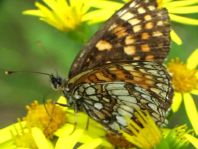 Melitaea athalia, Wachtelweizen-Scheckenfalter