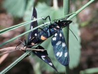 Amata phegea, Weißfleckwidderchen
