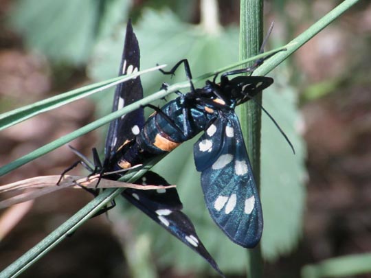 Amata phegea, Weißfleckwidderchen