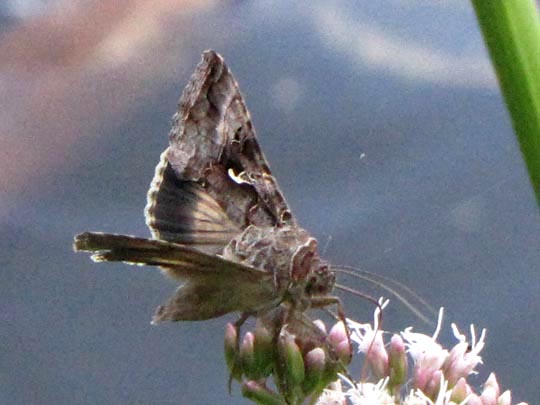 Autographa