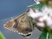 Gammaeule, Autographa gamma