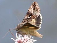 Gammaeule, Autographa gamma