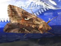 Gammaeule, Autographa gamma