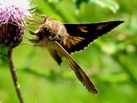 Autographa sp.